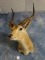 African Red Lechwe Shoulder Mount Taxidermy TEXAS RESIDENTS ONLY!!