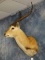 Beautiful African Kafue Flats Lechwe Shoulder Mount Taxidermy