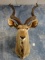 Gorgeous African Greater Kudu Shoulder Mount Taxidermy