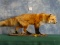 Awesome Red Fox Full Body Mount Taxidermy