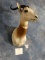 #2 All Time Record Dama Gazelle Shoulder Mount Taxidermy **TEXAS RESIDENTS ONLY***