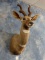 Gorgeous African Lesser Kudu Taxidermy Antelope Shoulder Mount