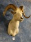 Alaskan Dall Sheep Taxidermy Ram Shoulder Mount