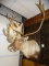 Awesome Barren Ground Caribou Shoulder Mount Taxidermy