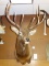 6 x 6 Rocky Mountain Elk Shoulder Mount Taxidermy