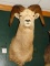 Beautiful Rocky Mountain Bighorn Sheep Shoulder Mount Taxidermy