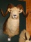 Pretty Fannin Sheep Shoulder Mount Taxidermy