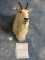 Boone & Crockett Record Book Rocky Mountain Goat Shoulder Mount Taxidermy