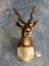 Beautiful Blackbuck Antelope Shoulder Mount Taxidermy