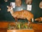 Beautiful Harnessed Bushbuck Full Body Mount Taxidermy