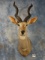 African Gold Medal Lesser Kudu Shoulder Mount Taxidermy