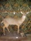Texas Whitetail Deer Full Body Mount Taxidermy