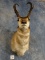 Pronghorn Antelope Shoulder Mount Taxidermy