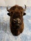 Excellent American Bison Herd Bull Full Shoulder Mount Taxidermy