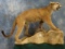 Awesome Large Full Body Mountain Lion Taxidermy Mount