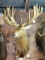 Giant Record Book Red Stag Shoulder Mount Taxidermy