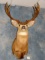 Big Colorado Mule Deer Shoulder Mount Taxidermy