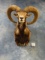 Gold Medal Record Book Iranian Red Sheep Shoulder Mount Taxidermy