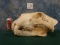 Large African Lion Skull Taxidermy Mount TEXAS RESIDENTS ONLY!!!