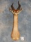 Awesome  African Gerenuk Gazelle Shoulder Mount Taxidermy