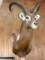 High Record Book Nile Lechwe Shoulder Mount Taxidermy **TEXAS RESIDENTS ONLY**