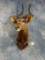 Beautiful African Southern Nyala Antelope Shoulder Mount Taxidermy