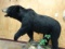 Superb Black Bear Full Body Mount Taxidermy