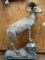 Record Book Desert Bighorn Sheep Full Body Mount Taxidermy