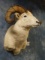 Beautiful Yukon Dall Sheep Shoulder Mount Ram Taxidermy