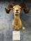 Record Book Desert Bighorn Sheep Shoulder Mount Ram Taxidermy