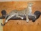 Spectacular Big Leopard Full Body Mount Taxidermy **TEXAS RESIDENTS ONLY**