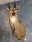 Nilgai Antelope Shoulder Mount Taxidermy