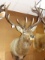 Beautiful 6 x 6 Rocky Mountain Elk Shoulder Mount Taxidermy