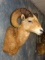 Very Nice Colorado Rocky Mountain Bighorn Sheep Shoulder Mount Ram Taxidermy