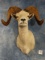 Desert  Bighorn Sheep Shoulder Mount Taxidermy