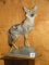 Beautiful East African Silver Back Jackal Full Body Mount Taxidermy