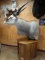 African Patterson's Eland Shoulder Mount Taxidermy