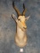 White Blesbuck Antelope Shoulder Mount Taxidermy