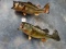Two 5 & 5 1/2 Lbs. Real Skin Largemouth Bass Taxidermy Fish Mount 20 1/4