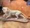Stunning African Lion Full Body Mount Taxidermy **TEXAS RESIDENTS ONLY***