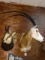 Beautiful Scimitar Horned Oryx Shoulder Mount Taxidermy