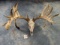 Super Fantastic Non-typical Double Drop Whitetail Deer Skull Taxidermy