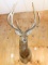 Awesome 7 x 6 Rocky Mountain Elk Shoulder Mount Taxidermy