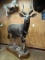 Beautiful African Southern Nyala Full Body Mount Taxidermy