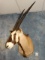 Beautiful Kalahari Gemsbuck Shoulder Mount Taxidermy