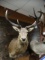 Argentina Red Stag Shoulder Mount Taxidermy