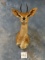 African Stienbuck Shoulder Mount Taxidermy