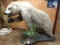 Blond Haired Brown Bear Full Body Mount Taxidermy