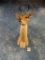 Beautiful Eastern Bohor Reedbuck Shoulder Mount Taxidermy