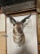 Pronghorn Antelope Shoulder Mount Taxidermy 